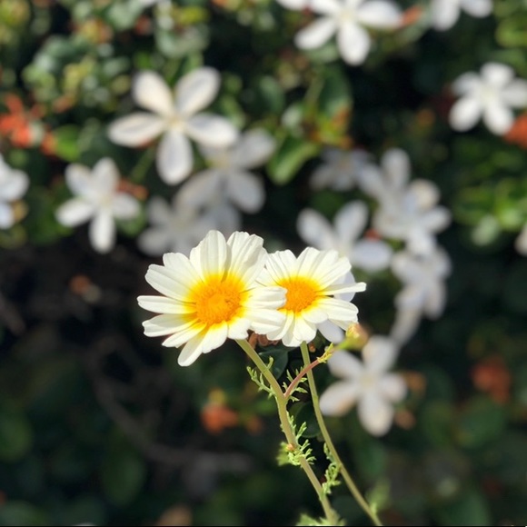 Meet your Posher, Binita - Picture 1 of 1